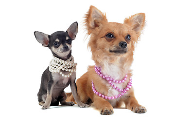 Image showing chihuahuas with pearl collar
