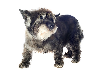Image showing cairn terrier