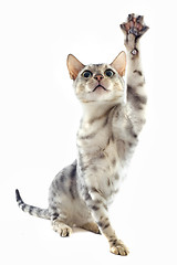 Image showing playing bengal cat