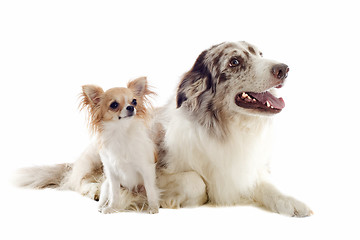 Image showing border collie and chihuahua