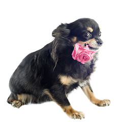 Image showing chihuahua and flower