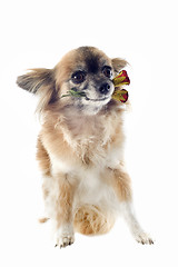 Image showing chihuahua and flower