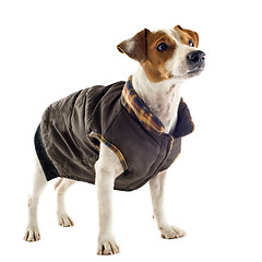 Image showing jack russel terrier with coat