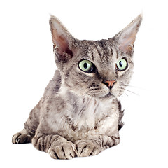 Image showing devon rex cat