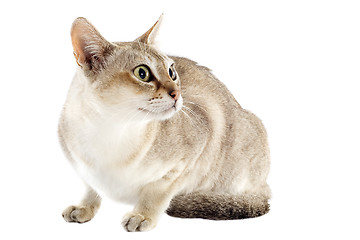 Image showing singapura cat