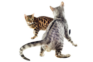 Image showing bengal cat