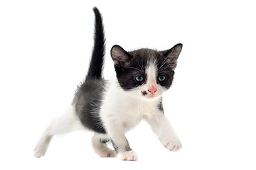 Image showing black and white kitten