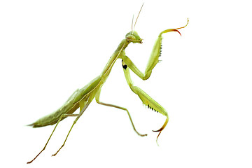 Image showing European mantis