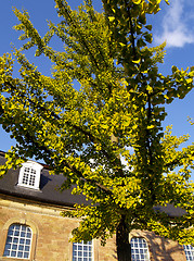 Image showing baroque ginkgo