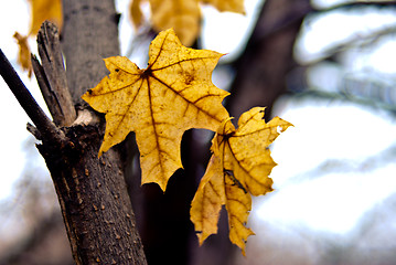 Image showing Yellow maple leaves in autumn park.