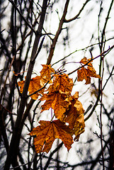 Image showing Yellow maple leaves in autumn park.