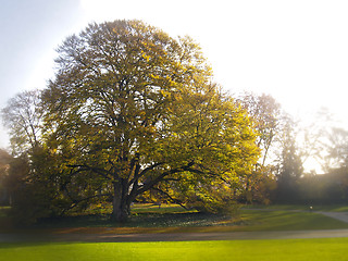 Image showing beautiful oak