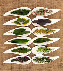 Image showing Fresh Herb Selection