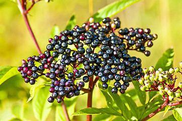 Image showing Danewort, Sambucus ebulus