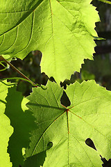 Image showing Green grape leaves