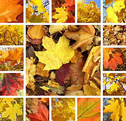 Image showing Autumn collage 