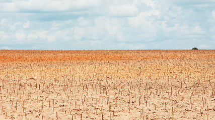 Image showing Newly planted tapioca field