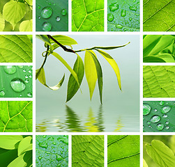 Image showing Green collage 
