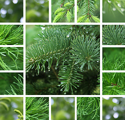 Image showing Coniferous tree with rain droplets collage