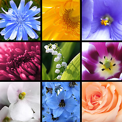 Image showing Flowers collage