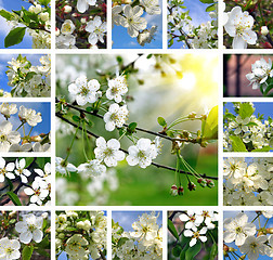 Image showing Spring trees collage