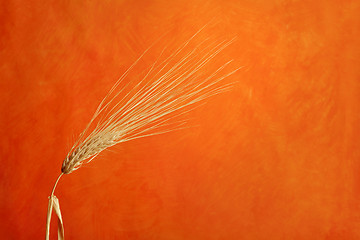 Image showing Barley