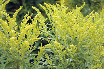 Image showing Canada goldenrod