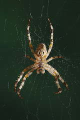 Image showing The European garden spider (Araneus diadematus, cross spider)