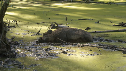 Image showing wild boar