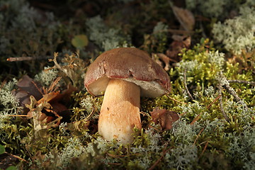 Image showing Cepe - Edible Mushroom