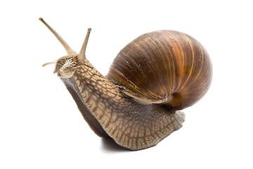 Image showing Snail