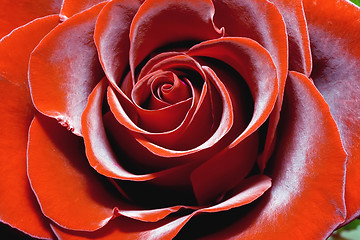 Image showing Magnificent red rose