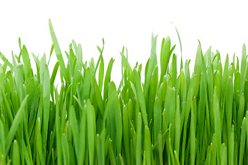 Image showing Fresh green grass