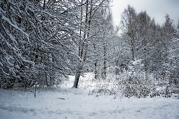 Image showing Winter landscape