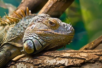 Image showing Iguana