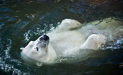 Image showing Polar bear