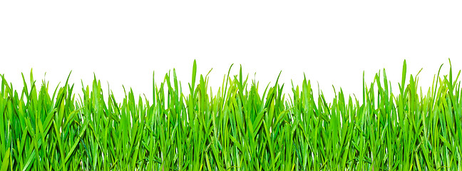 Image showing Spring grass