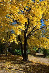 Image showing yellow maple