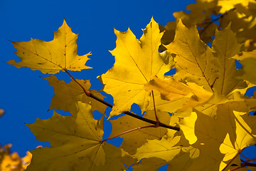 Image showing Maple. Golden autumn. 