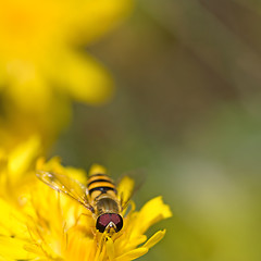 Image showing Hoverfly on Dandelion