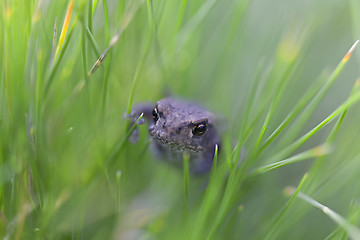 Image showing European Common From