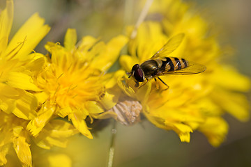Image showing Hoverfly on Dandelion