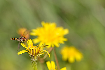 Image showing Hoverfly on Dandelion