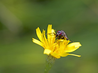 Image showing Fly on Dandelion