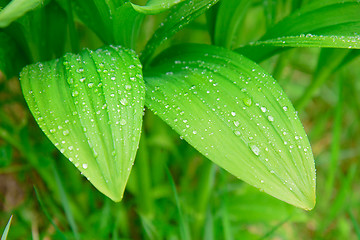 Image showing leaves of wild garlic