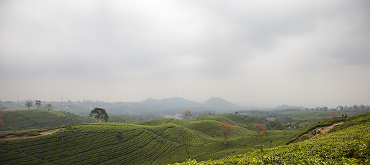 Image showing Tea plantation landscape in Indonesia