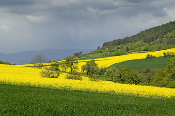 Image showing Rape fields