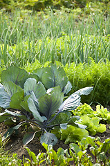 Image showing Red cabbage 02