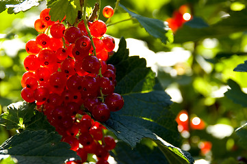 Image showing Red currant