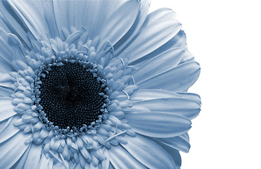 Image showing Blue flower